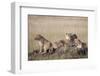 African Lions Resting-Hal Beral-Framed Photographic Print