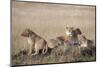 African Lions Resting-Hal Beral-Mounted Photographic Print