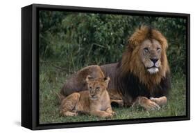 African Lions-DLILLC-Framed Stretched Canvas