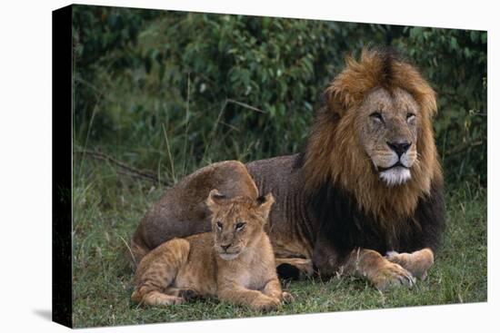 African Lions-DLILLC-Stretched Canvas