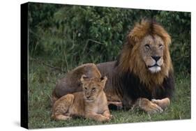 African Lions-DLILLC-Stretched Canvas