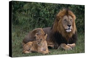 African Lions-DLILLC-Stretched Canvas