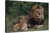 African Lions-DLILLC-Stretched Canvas