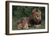 African Lions-DLILLC-Framed Premium Photographic Print