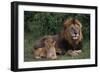 African Lions-DLILLC-Framed Premium Photographic Print