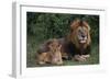 African Lions-DLILLC-Framed Premium Photographic Print