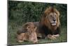 African Lions-DLILLC-Mounted Premium Photographic Print