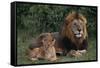 African Lions-DLILLC-Framed Stretched Canvas