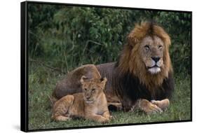 African Lions-DLILLC-Framed Stretched Canvas