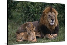 African Lions-DLILLC-Stretched Canvas