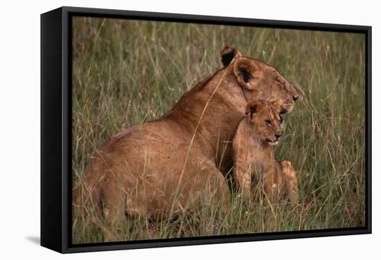 African Lions-DLILLC-Framed Stretched Canvas