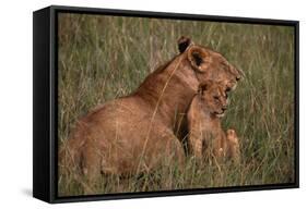 African Lions-DLILLC-Framed Stretched Canvas