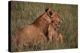 African Lions-DLILLC-Stretched Canvas