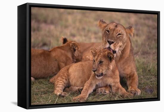 African Lions-DLILLC-Framed Stretched Canvas