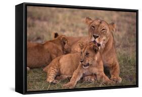 African Lions-DLILLC-Framed Stretched Canvas