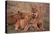African Lions-DLILLC-Stretched Canvas