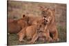 African Lions-DLILLC-Stretched Canvas