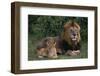 African Lions-DLILLC-Framed Premium Photographic Print