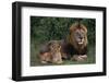 African Lions-DLILLC-Framed Premium Photographic Print