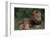 African Lions-DLILLC-Framed Premium Photographic Print