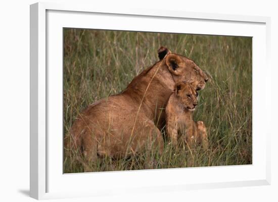 African Lions-DLILLC-Framed Photographic Print