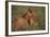 African Lions-DLILLC-Framed Photographic Print