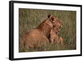 African Lions-DLILLC-Framed Photographic Print