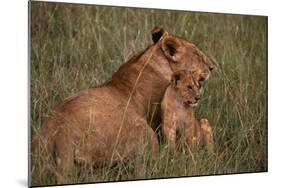 African Lions-DLILLC-Mounted Photographic Print