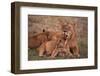 African Lions-DLILLC-Framed Photographic Print