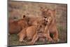 African Lions-DLILLC-Mounted Photographic Print