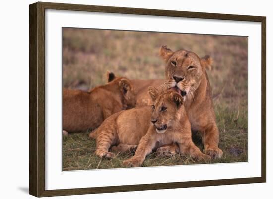 African Lions-DLILLC-Framed Photographic Print