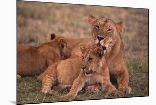 African Lions-DLILLC-Mounted Photographic Print