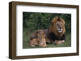 African Lions-DLILLC-Framed Photographic Print