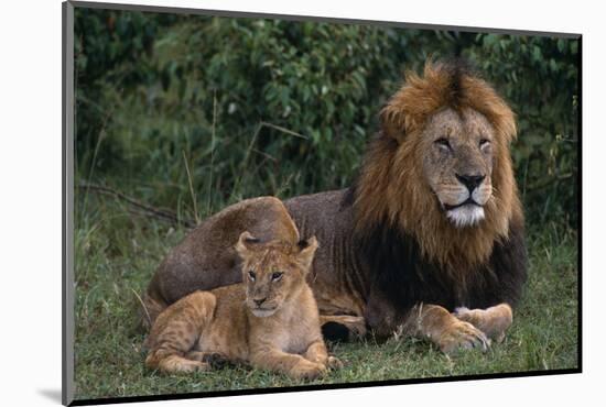 African Lions-DLILLC-Mounted Photographic Print