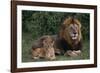 African Lions-DLILLC-Framed Photographic Print