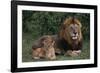 African Lions-DLILLC-Framed Photographic Print