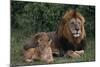 African Lions-DLILLC-Mounted Photographic Print