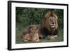 African Lions-DLILLC-Framed Photographic Print