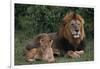 African Lions-DLILLC-Framed Photographic Print