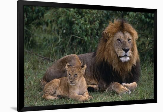 African Lions-DLILLC-Framed Photographic Print