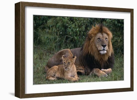 African Lions-DLILLC-Framed Photographic Print