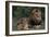 African Lions-DLILLC-Framed Photographic Print