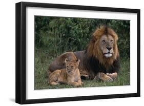 African Lions-DLILLC-Framed Photographic Print