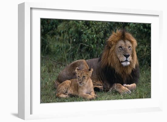 African Lions-DLILLC-Framed Photographic Print