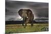 African Majesty, Save Our Planet (Elephant) Art Poster Print-null-Mounted Standard Poster