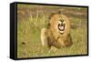 African Male Lion-Mary Ann McDonald-Framed Stretched Canvas