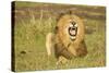 African Male Lion-Mary Ann McDonald-Stretched Canvas