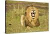 African Male Lion-Mary Ann McDonald-Stretched Canvas