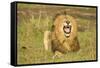 African Male Lion-Mary Ann McDonald-Framed Stretched Canvas