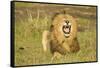 African Male Lion-Mary Ann McDonald-Framed Stretched Canvas